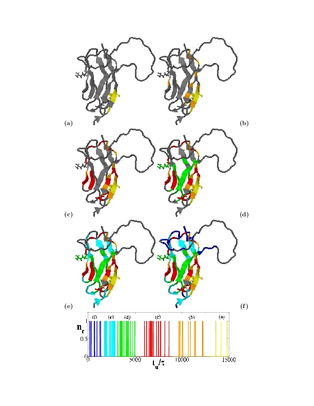 Color representation of MyBPC C5-domein folding pathway