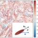 FIG 2. For rods, Λ = 1, it is shown by color the value of the cosine of the angle between particle swimming direction and local velocity.