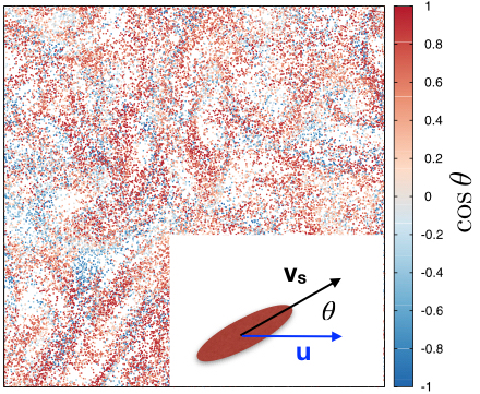FIG. 2: For rods, Λ = 1, it is shown by color the value of the cosine of the angle between particle swimming direction and local velocity.
